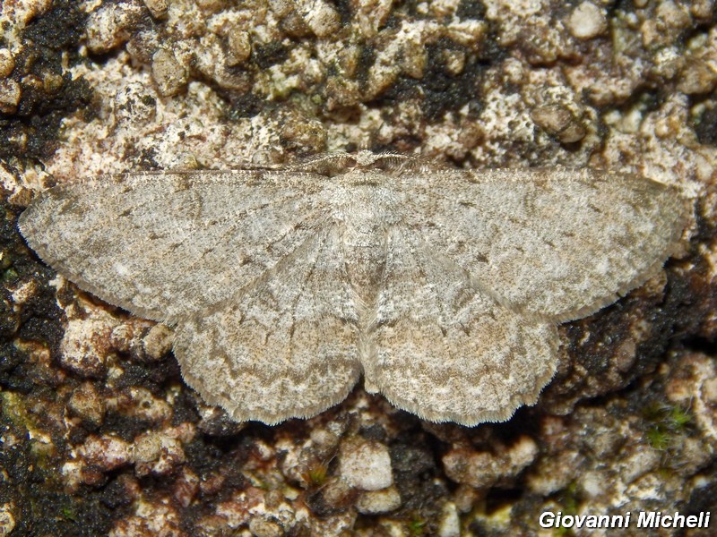 Geometridae da identificare